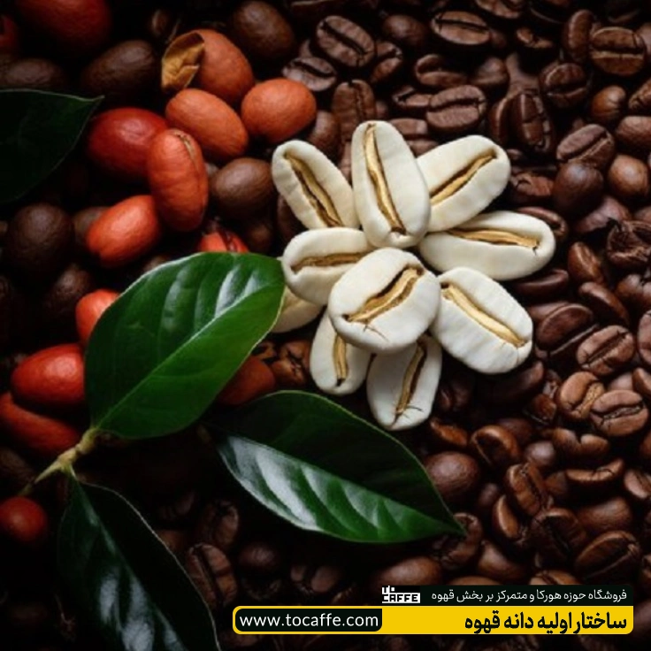 تعدادی دانه قهوه در مراحل مختلف رشد کنار هم قرار گرفته