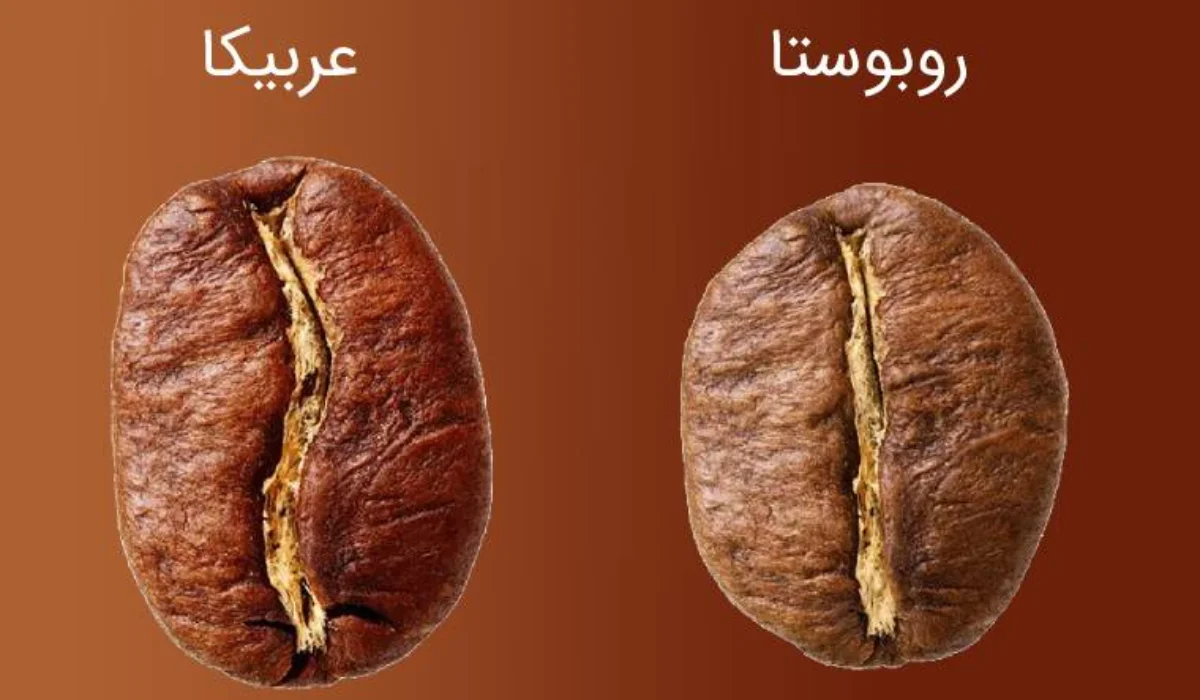 تفاوت قهوه عربیکا و روبوستا