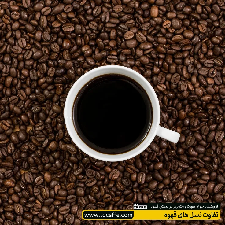 یک فنجان قهوه درون انبوهی از دانه‌های قهوه قرار گرفته است